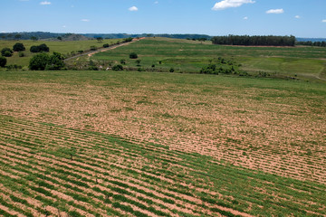 Aerial view of cassava field in Sao Paulo state
