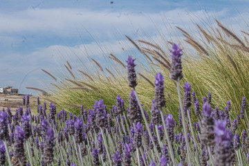 lavender field in the region