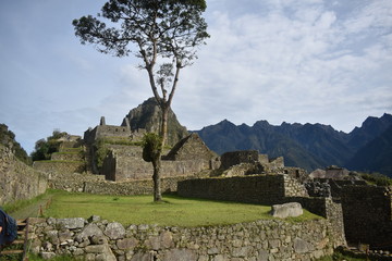 A Lone Tree in Machu Picchu