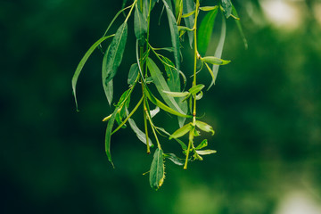green willow branches with leaves background