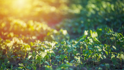 Young buckwheat plants lit up sun on field. Growing buckwheat for beekeeping and porridge production.