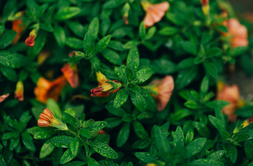 Plants with green leaves background