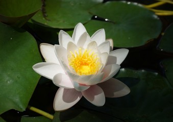 Magic flower. White Water Lily among green leaves in the old pond.