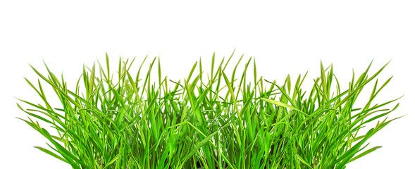 Green grass on a light background. Happy easter, home garden or lawn concept. Banner.