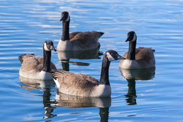 Common waterfowl of Colorado. A group of Canada Geest gathered on a lake.
