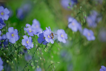 Honey bee collect nectar from Blue large flowers of garden Linum perenne, perennial flax, blue flax or lint against sun. Decorative flax in decor of garden plot. Natural background © Maryna