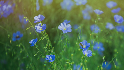 Blue large flowers of garden Linum perenne, perennial flax, blue flax or lint against sun. Decorative flax in decor of garden plot. flowerbed with classic blue flowers.
