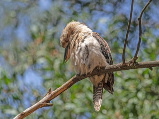  Kookaburra Head Down