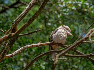 Kookaburra To The Right
