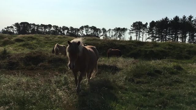 Brown horse approaches Denmark