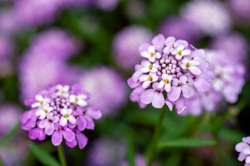 Close up shot of evergreen candytuft flowers