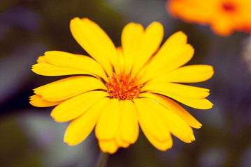 Close up shot of a yellow daisy flower in a flowerbed