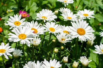 Obraz na płótnie Canvas Close up shot of white daisy flowers