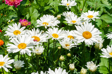 Close up shot of white daisy flowers