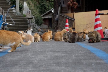 アオシマの猫達　愛媛県大洲市　アオシマ