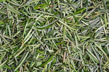 Needles of a coniferous tree – a texture