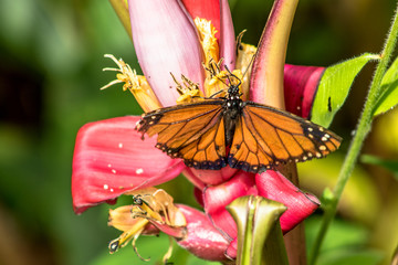 monarch butterfly pollinates a banana flower