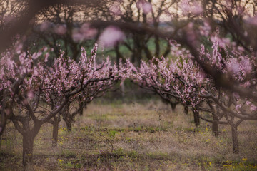 Blooming gardens. Beautiful flowers on fruit trees.