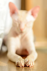 Obraz na płótnie Canvas Cat sphinx naked bald beige pink