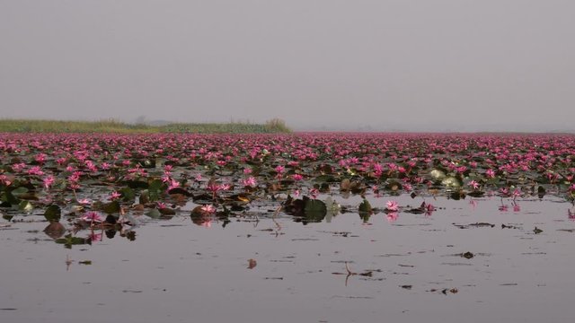 Udon Thani,Thailand-January 22, 2020: Morning scene of Red Lotus Lake or Talay Bua Daeng in Udon Thani, Thailand