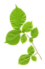 Fototapeta premium Branch with green leaves on a white