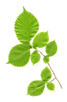 Branch with green leaves on a white