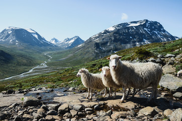 Sheeps in wild. Norway mountains, traditional animal of northern countries.
