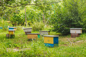 Lots of little yellow nucleus among grass in spring. inseminators Apiary . Bee families with...