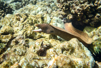 Moray Eel, Big Island Hawaii