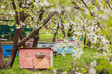 Pink single-hull ediary is given on apiary in spring. Hives in flowering garden in Ukraine in April. first honey pickings and pollen collection by honeybees. Preparing apiary for honey season.