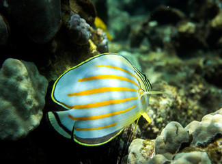 Fototapeta na wymiar Underwater Paradise, Butterflyfish, Big Island Hawaii