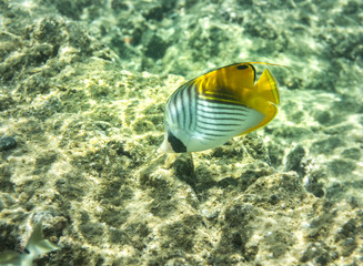 Fototapeta na wymiar Underwater Paradise, Butterflyfish, Big Island Hawaii