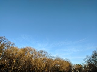 Slightly cloudy blue sky and leafless trees on the sunny day