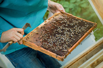 beekeeper with tool for pushing the frames in hands holds frame with old dark honeycombs and sealed bee brood. Work on apiary.