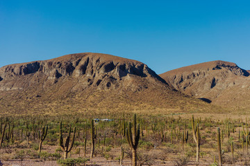 desierto y cactus