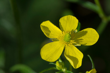 Fototapeta premium Single Ranunculus Cortusifolius Flower (Azores Buttercup)