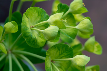 Euphorbia Characias (Red Spurge) Close Up