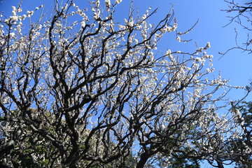 Beautiful Ume blossoms in early spring.