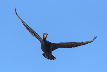 North American Wildlife. Double-crested cormorant in flight above a clear blue lake.