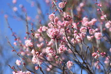 Beautiful Ume blossoms in early spring.