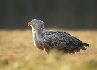 White tailed eagle (Haliaeetus albicilla)