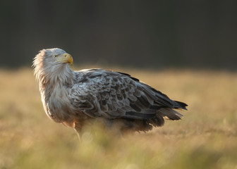 White tailed eagle (Haliaeetus albicilla)