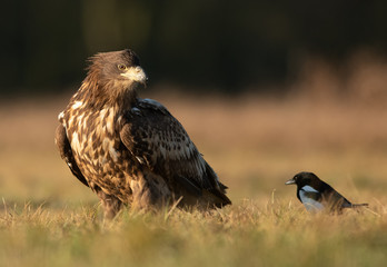 White tailed eagle (Haliaeetus albicilla)