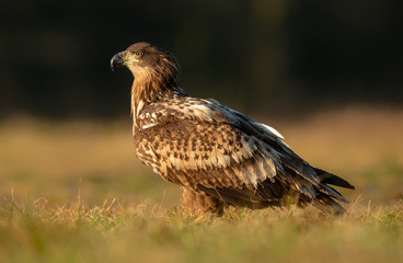 White tailed eagle (Haliaeetus albicilla)