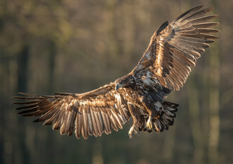 White tailed eagle (Haliaeetus albicilla)