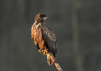 White tailed eagle (Haliaeetus albicilla)