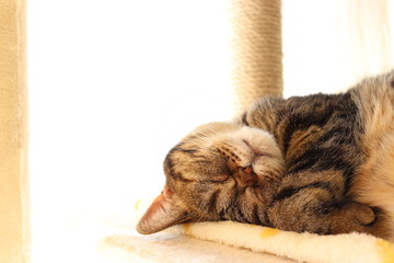 陽だまりの暖か猫ホワイトバックアメリカンショートヘアー