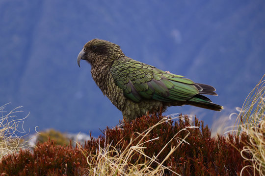 The Kea Parrot, New Zealand