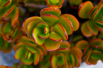 Primer plano de una planta de suculentas en estación otoño 