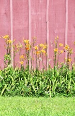 Tiger Lilies by the Wall